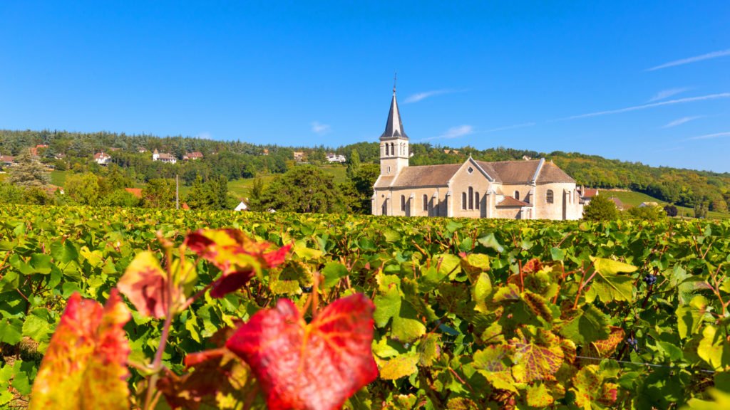 Vignoble de Cluny