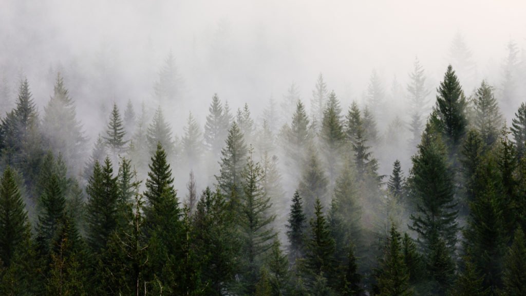 Forêt dans la brume