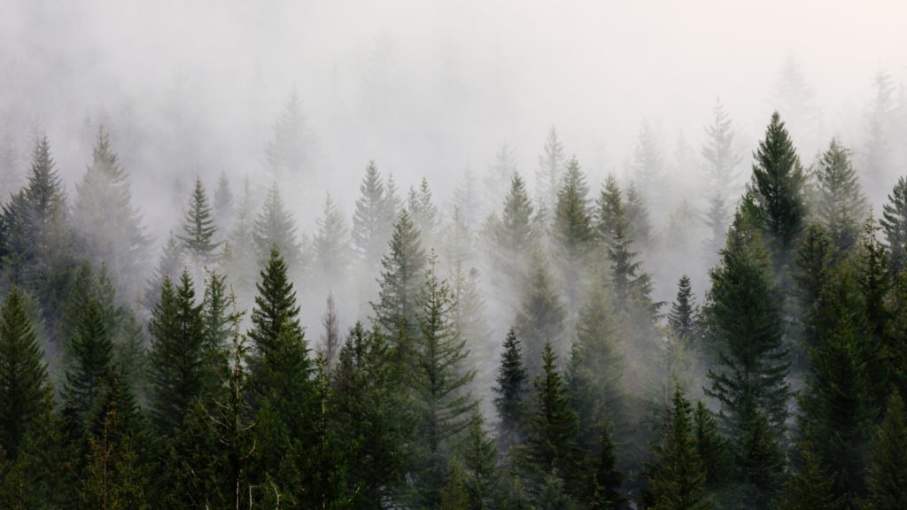 Forêt dans la brume