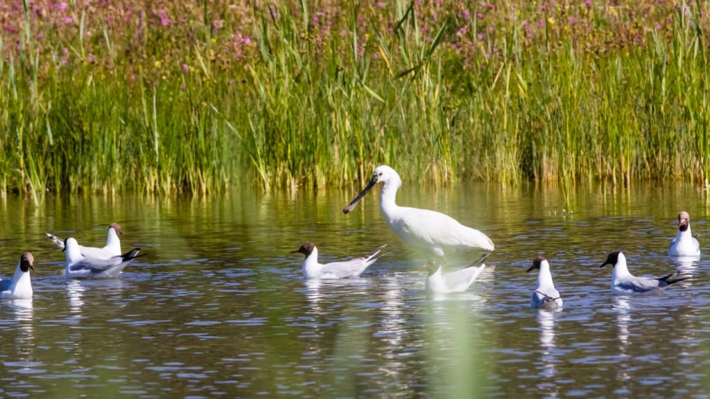 Oiseaux migrateurs en Baie de Somme, dans les Hauts-de-France