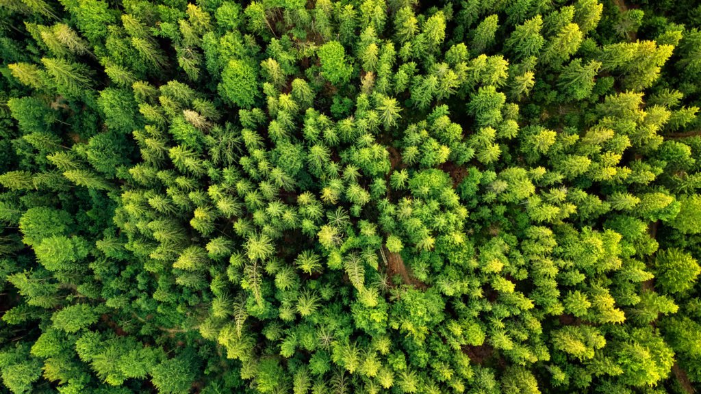 Les sons des forêt du monde entendus sur la canopé