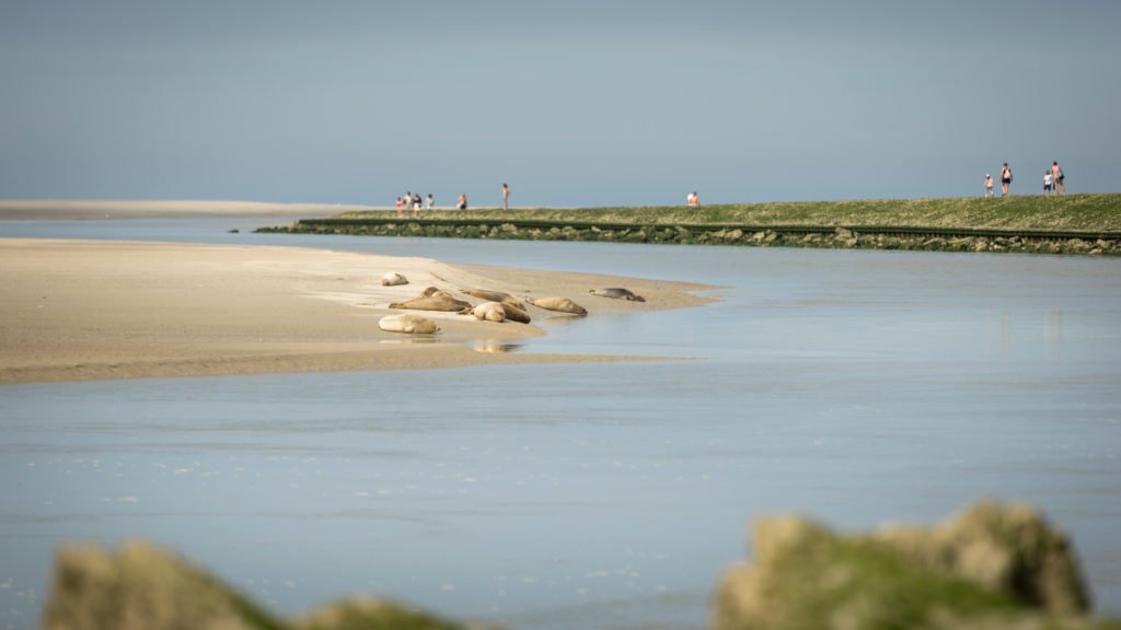 Les phoques de la baie d'Authie