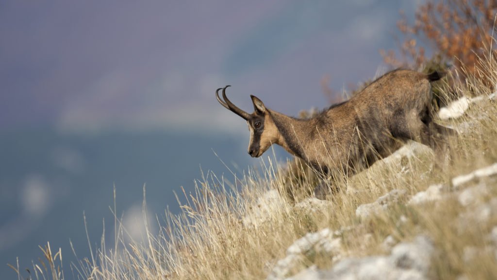 Isard des Pyrénées, Rupicapra pyrenaica