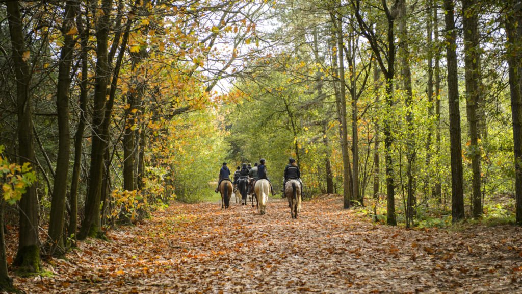 Balade à cheval en forêt de Rambouillet