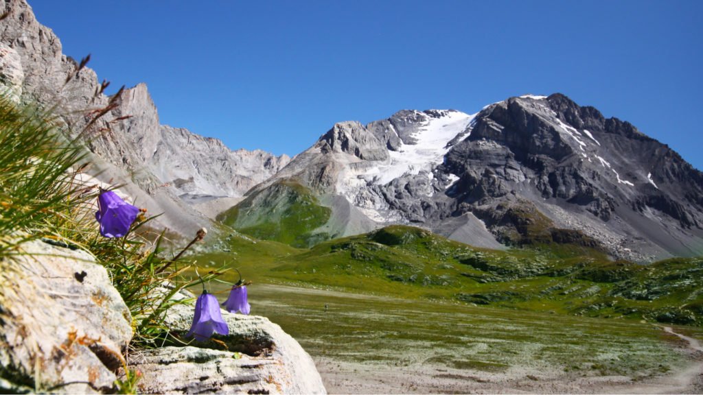 Flore du Parc National de la Vanoise