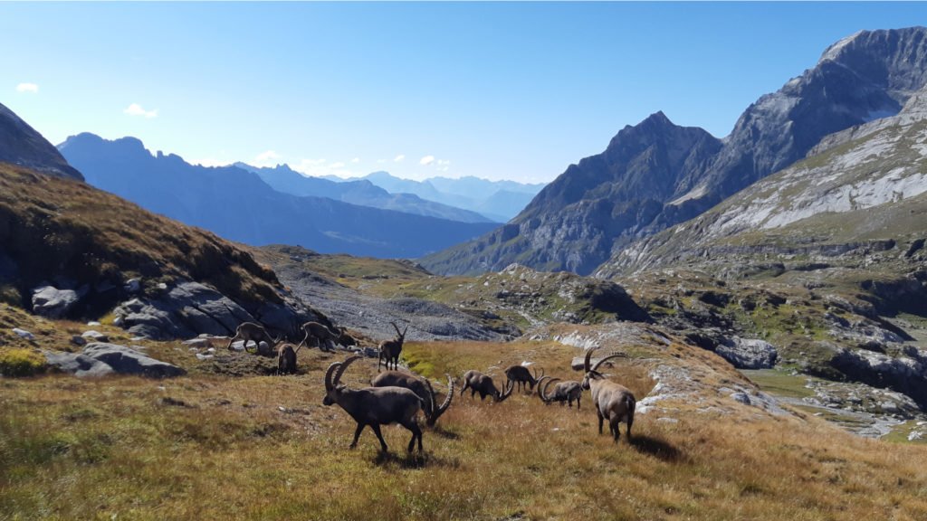 L'élevage sur le massif de la Vanoise