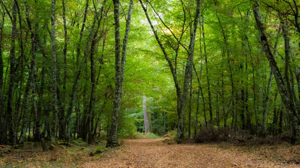 Forêt domaniale dans le Parc Naturel du Perche