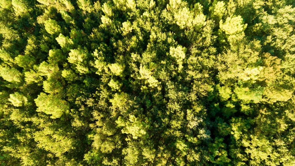 La forêt d'Orléans vue du ciel, l'un des sites naturels en Centre Val-de-Loire