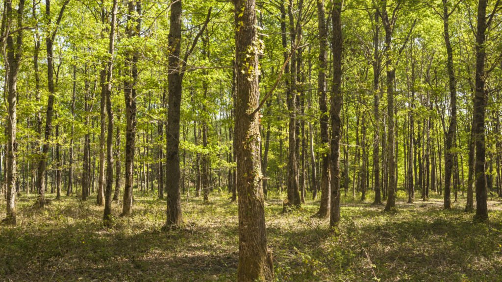 Promenade en forêt en Sologne