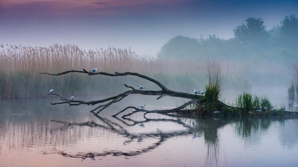 Au coeur du Parc Naturel de la Brenne, l'un des sites naturels en Centre Val-de-Loire