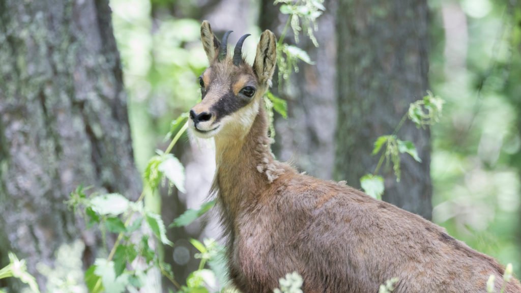 Chamois dans le Parc National des Écrins