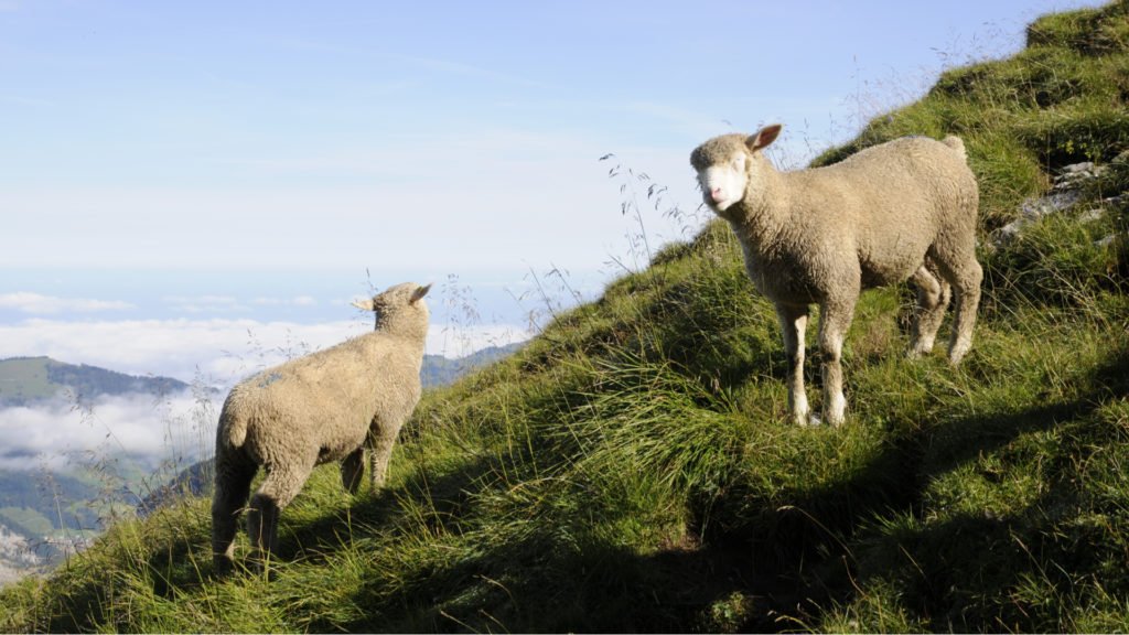 L'élevage dans le Parc National des Écrins