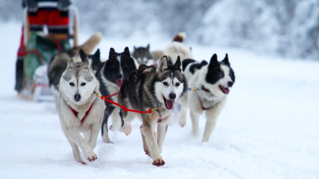 Balade en chiens de traineau dans les Cévennes